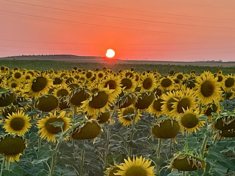solar
                    eclipse spain sun flowers